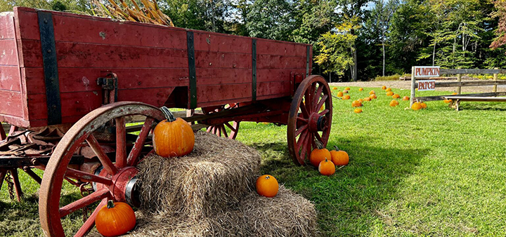 Start Your Fall Adventures At Creekside Corn Maze And Pumpkin Patch